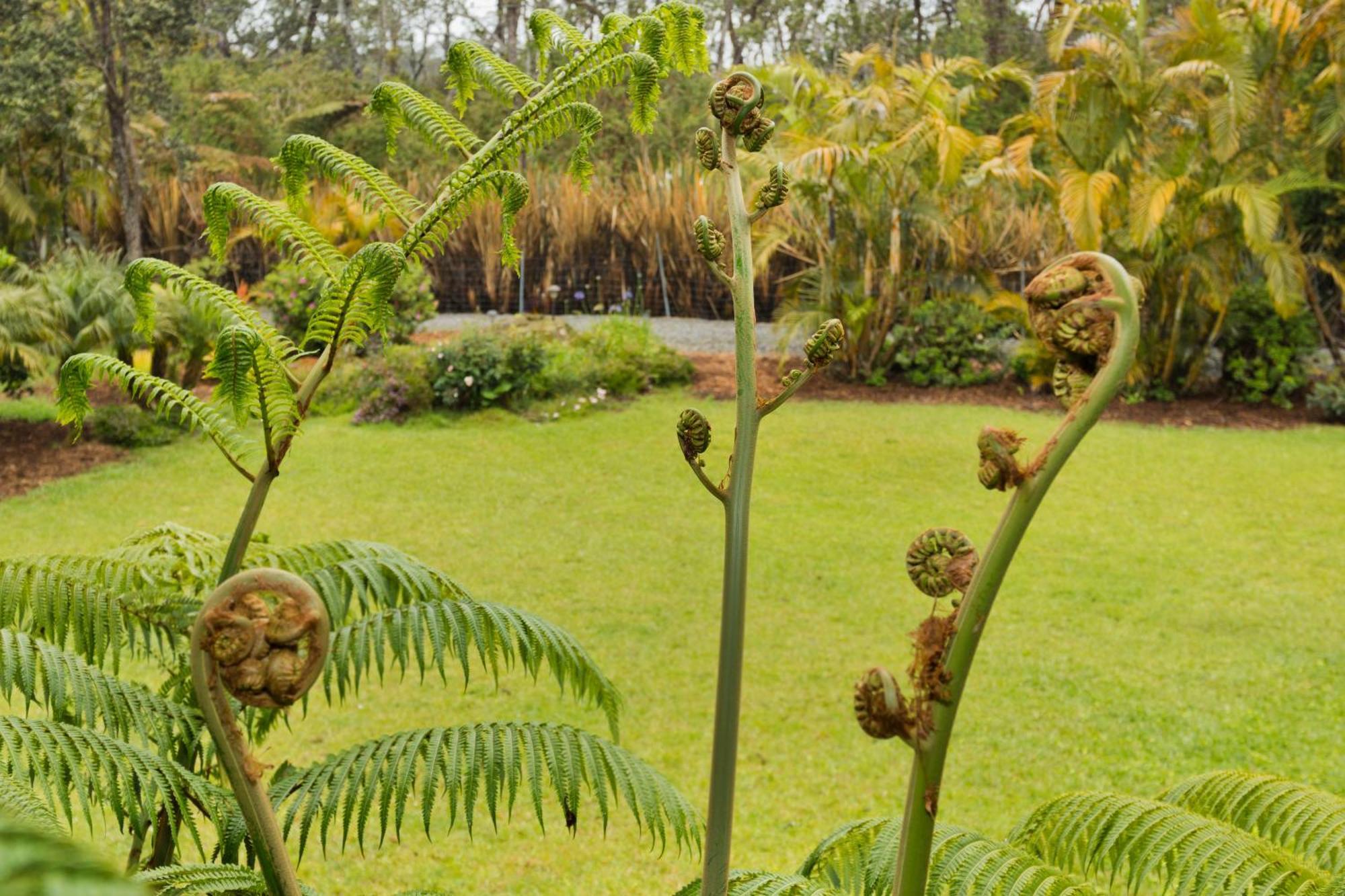 Aloha Junction -minutes Away From Hawaii Volcanoes National Park