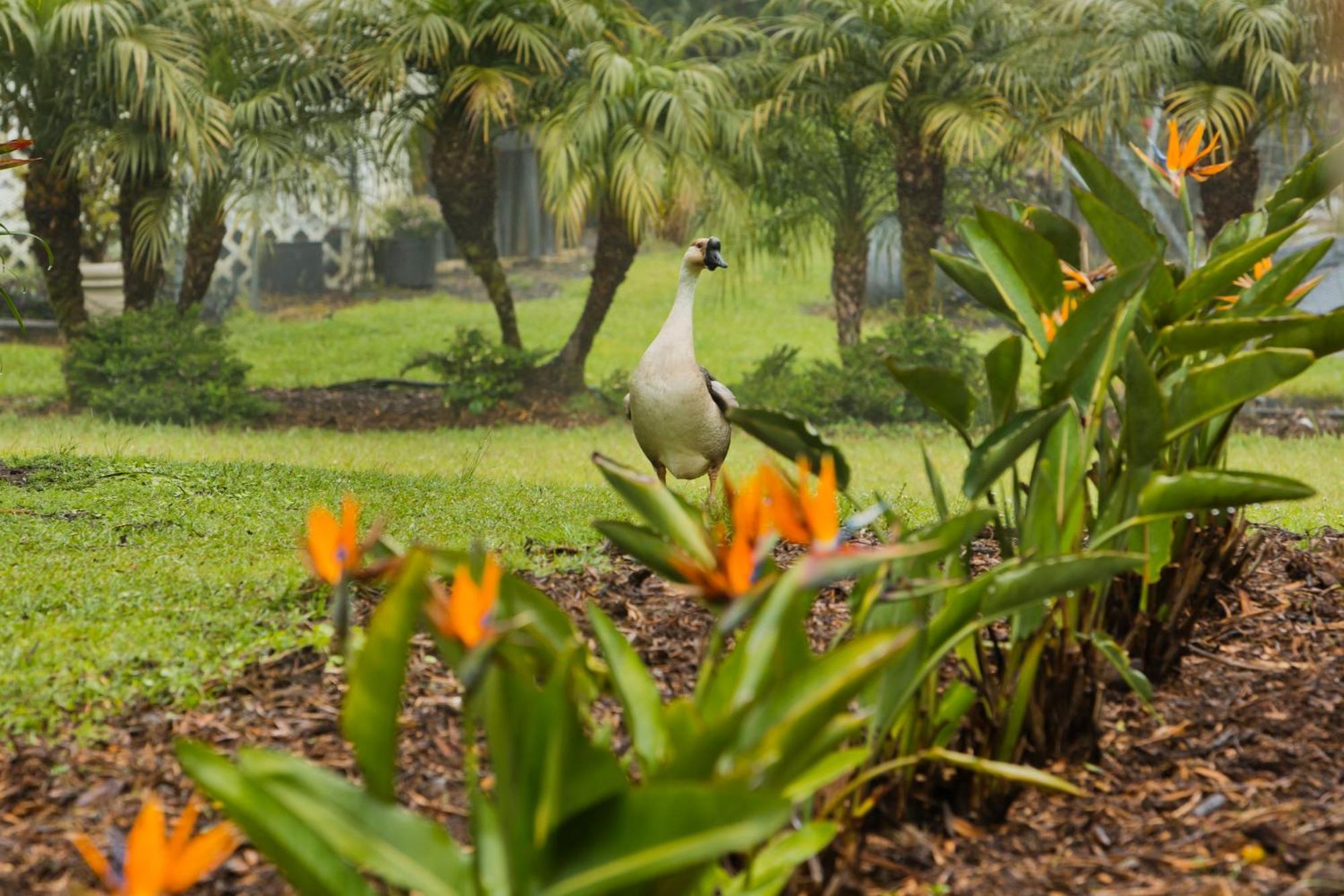 Aloha Junction -minutes Away From Hawaii Volcanoes National Park 2* Volcano
